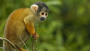 A squirrel monkey perched on a branch in the rainforest canopy